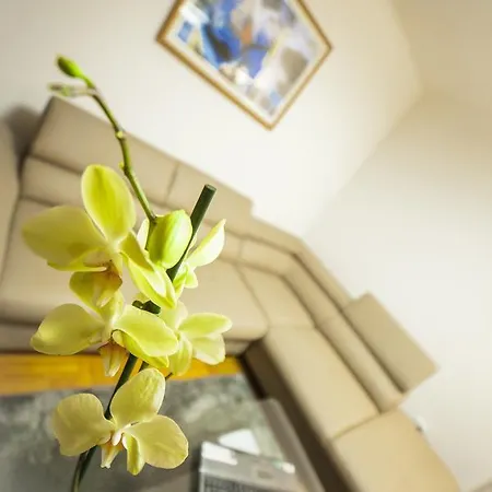 Business Class * Κλουζ-Ναπόκα